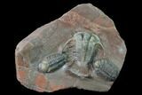 Huge, Cyphaspides Trilobite With Two Austerops - Jorf, Morocco #169645-1